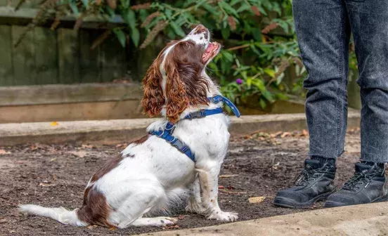 Search dog advice